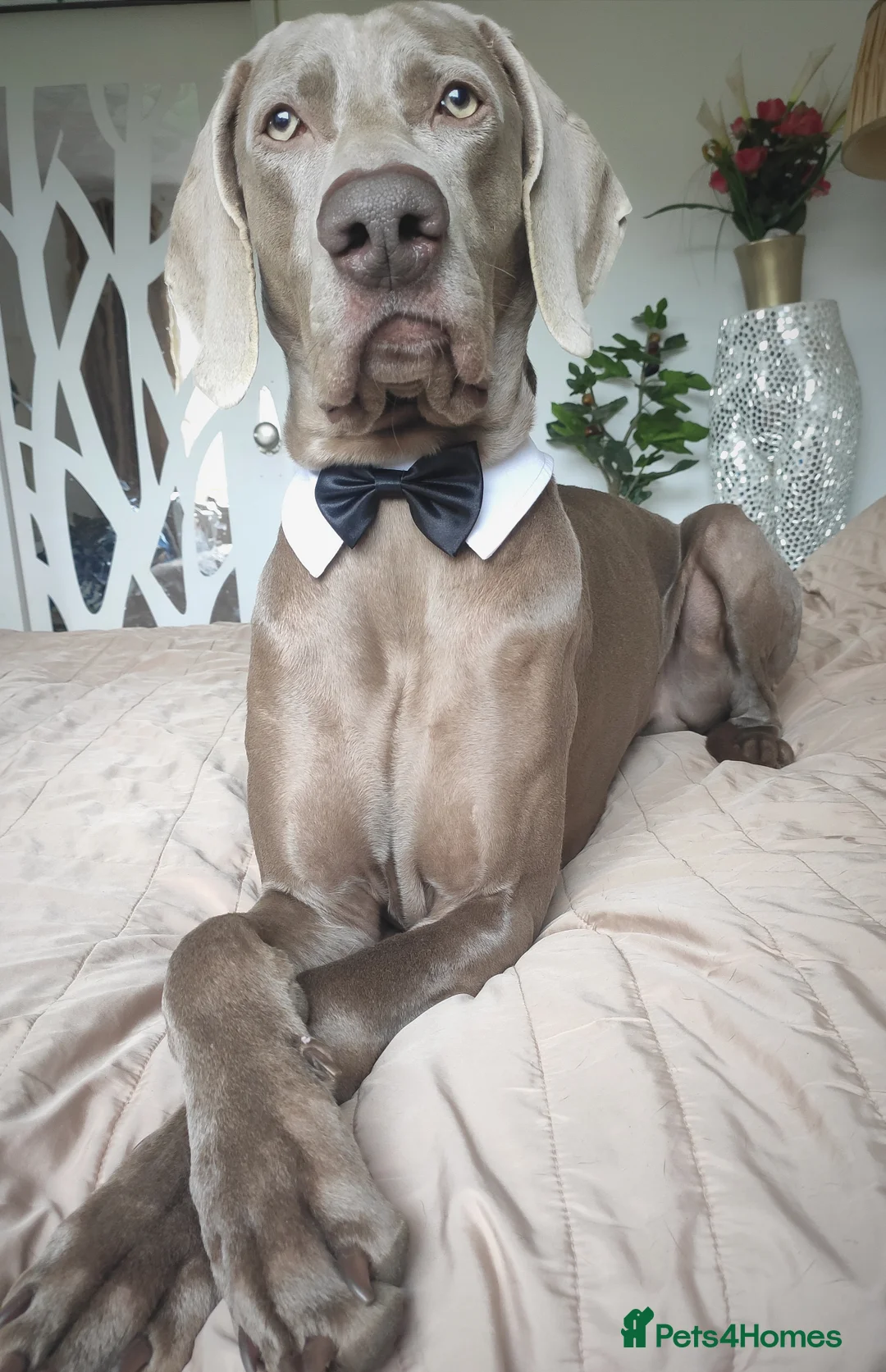 Weimaraner dogs for stud: 🌟Superb🌟Proven🌟Hip Scored🌟KC in Woodbridge - Advert 10