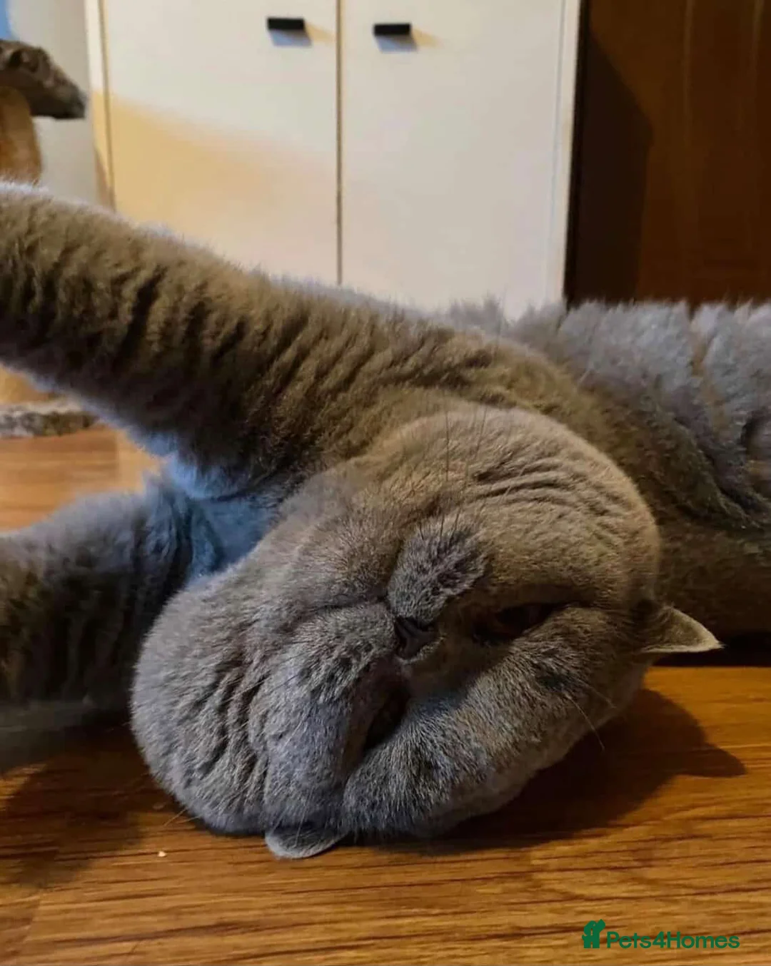 British Shorthair cats for stud: 👑 BRITISH SHORTHAIR STUD SERVICE AVAILABLE 👑 - Advert 1