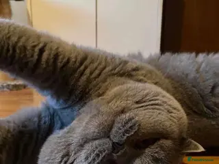 British Shorthair cats 👑 BRITISH SHORTHAIR STUD SERVICE AVAILABLE 👑 - Advert 1