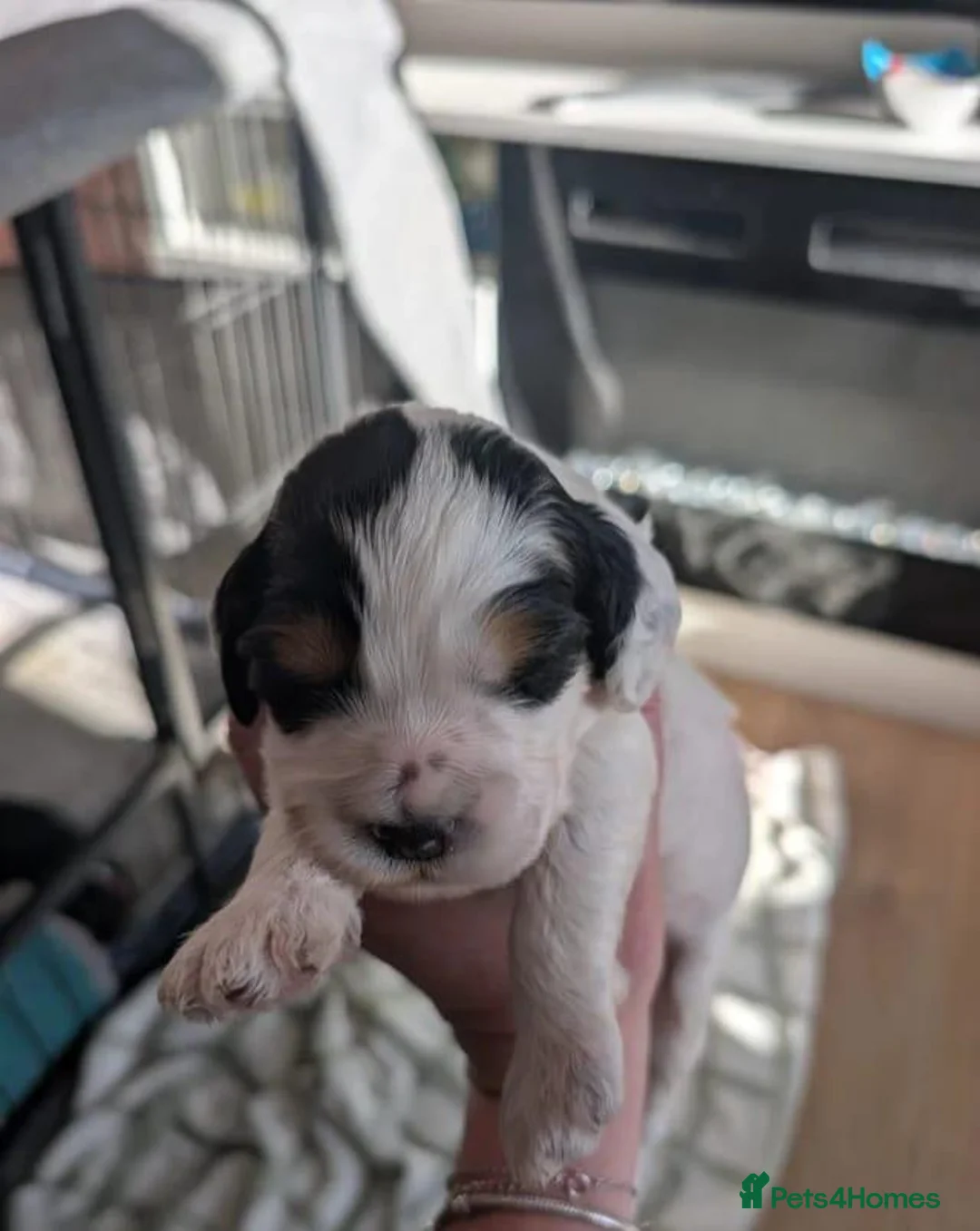 Cockapoo dogs for sale: Beautiful litter of 5 Cockapoos 1 girl left in Preston - Advert 1