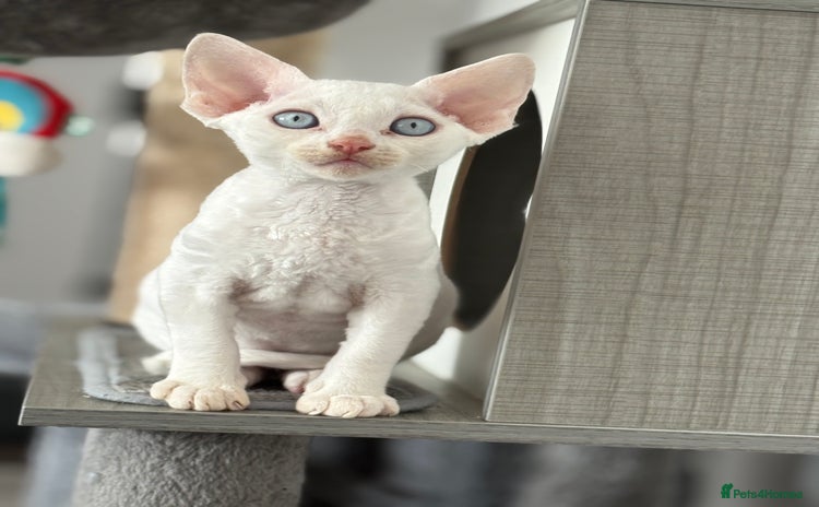 Devon Rex cats - Advert 1