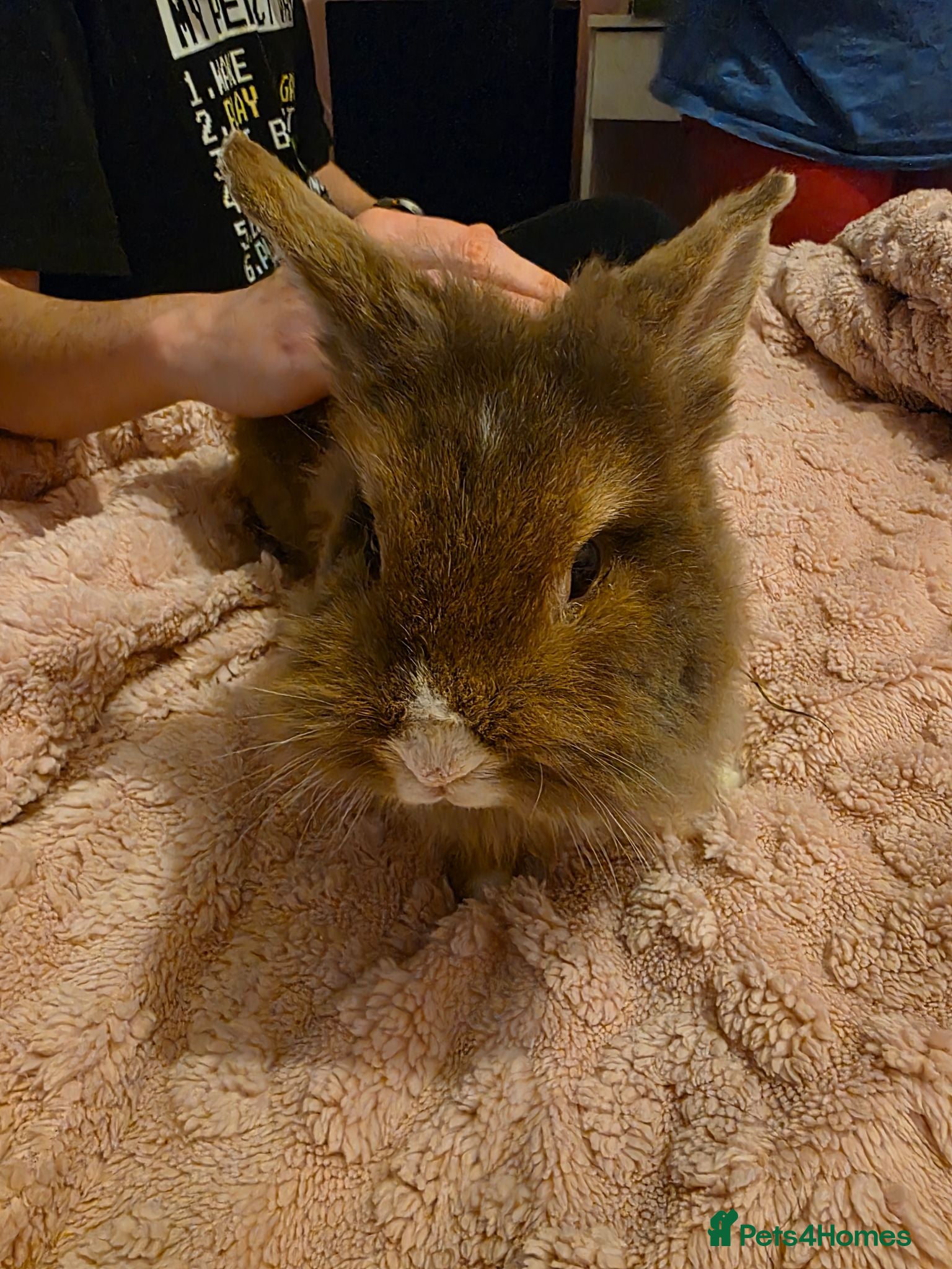 Lionhead rabbits 1 year old Lionhead called Daisy  - Advert 4