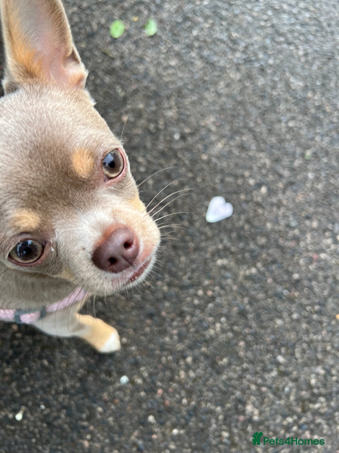 Chihuahua dogs for sale: Rehoming 8 month old chihuahua puppy - Image 7