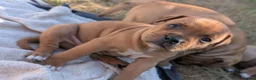 Staffordshire Bull Terrier dogs for sale: KC Red Staffords  - Advert 12