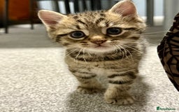 British Shorthair cats for sale: Kittens ready to leave  - Image 1