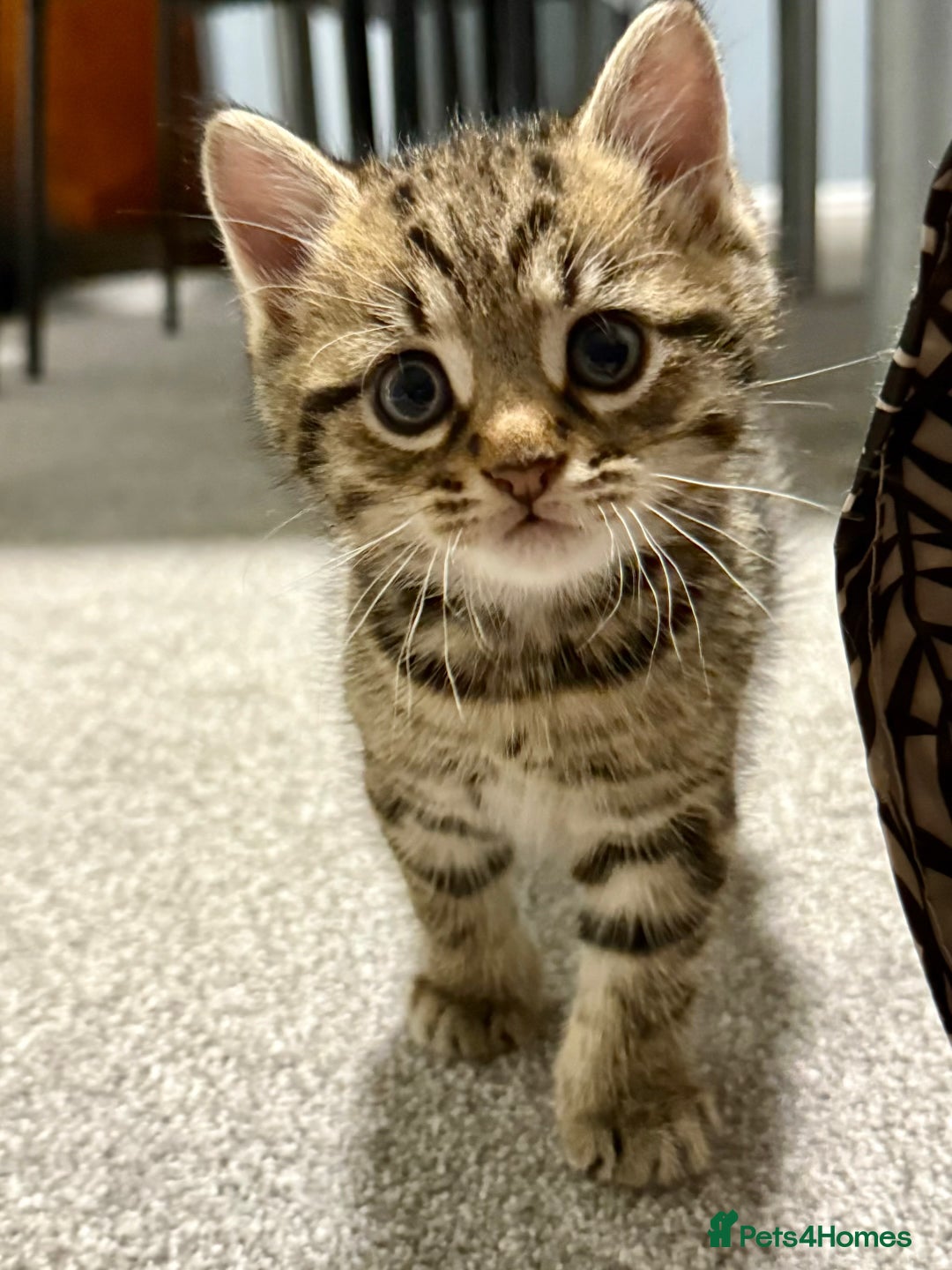 British Shorthair cats for sale: Kittens ready to leave  - Image 1