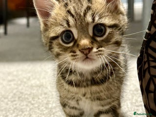 British Shorthair cats - Advert 21