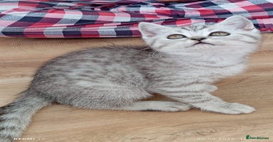 Scottish Fold cats - Advert 12