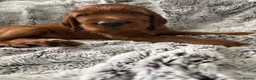 Irish Setter dogs for sale: KC registered Irish Setter puppies Bexhill-on-Sea - Advert 5