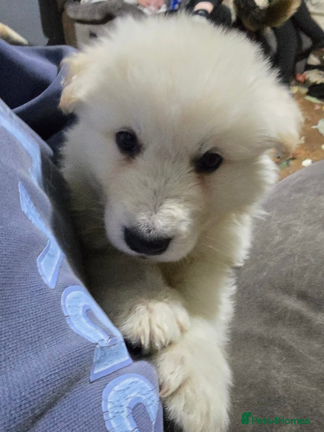 Shepsky dogs for sale: Shepsky puppies looking for forever home - Advert 4