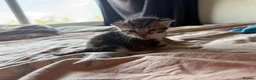 Domestic Shorthair cats for sale: Loving kittens looking for 5 ⭐ homes - Advert 7