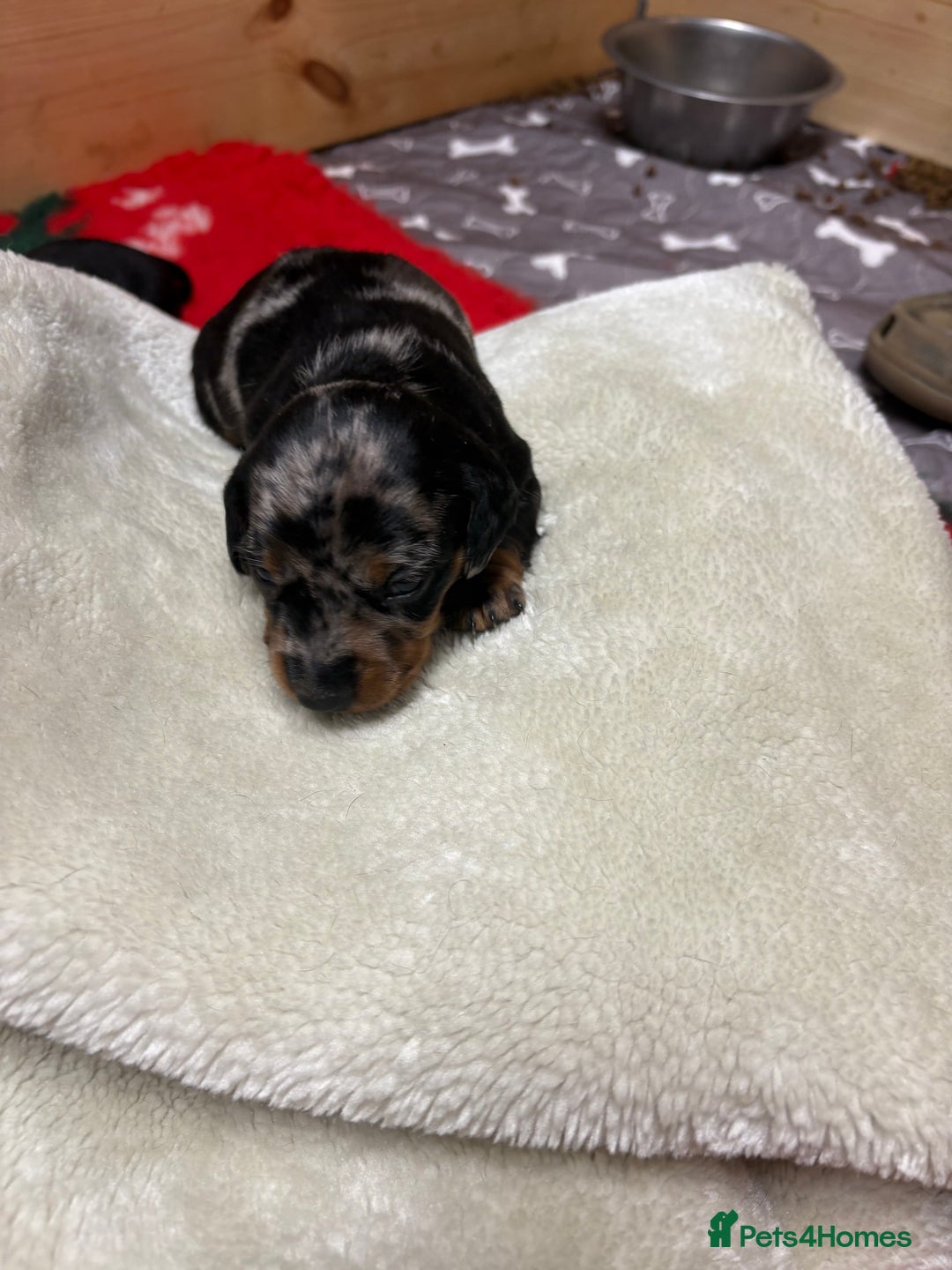 Miniature Dachshund dogs for sale: Beautiful miniature Dauchunds  - Advert 9