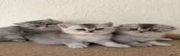 Scottish Fold cats for sale: Adorable Scottish Fold Kittens  - Advert 14