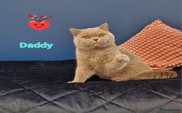 British Shorthair cats for stud: Amasing British Shorthair Lilac for stud - Image 3