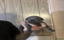 Staffordshire Bull Terrier dogs for sale: One girl left🩷 Staffordshire bull terrier pups - Image 3