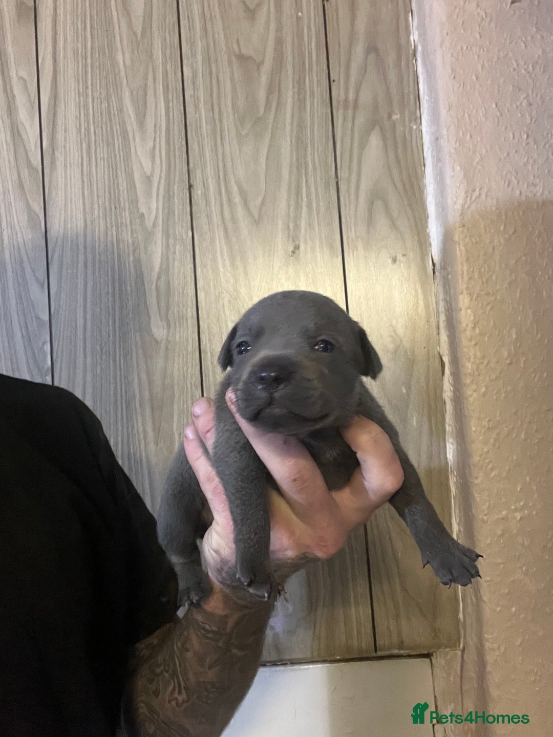 Staffordshire Bull Terrier dogs for sale: One girl left🩷 Staffordshire bull terrier pups - Image 3