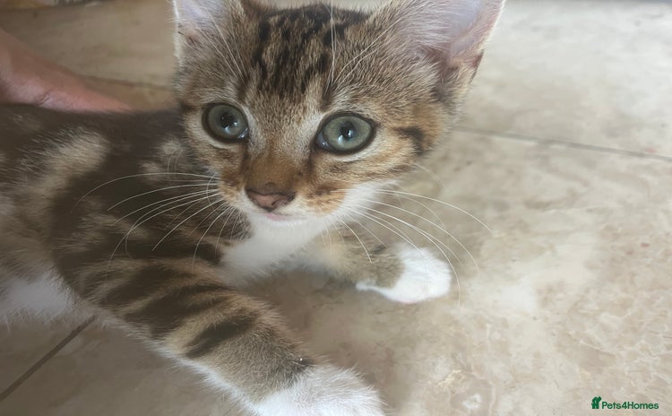 Mixed Breed cats - Advert 16