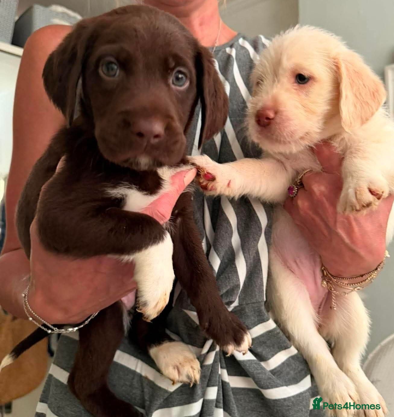 Labradoodle dogs Beautful home raised standard labradoodle puppies - Advert 2