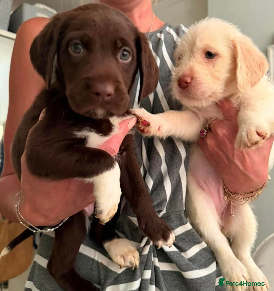 Labradoodle dogs for sale: Beautful home raised standard labradoodle puppies - Advert 1