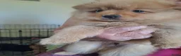 Pomeranian dogs for sale: Stunning pomeranian - Advert 16
