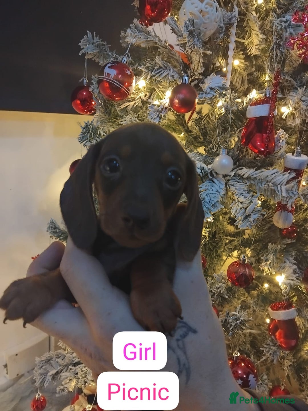 Dachshund dogs for sale: Last 6 stunning boys left. - Advert 12