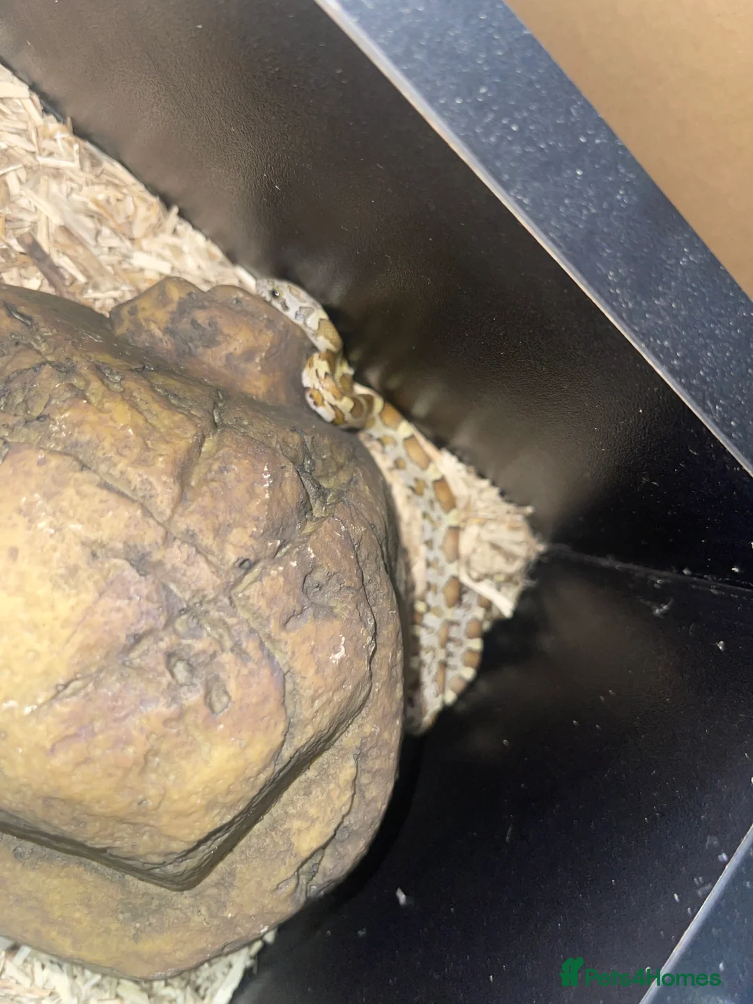 Corn Snake reptiles for sale: Honey corn snake  in Witham - Advert 3