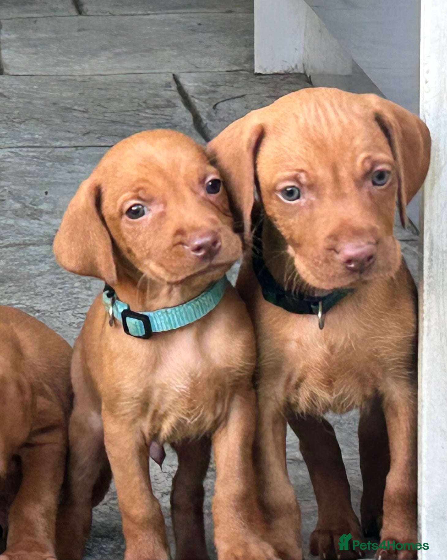 Hungarian Vizsla dogs Stunning Hungarian vizsla puppies x9 - Advert 2