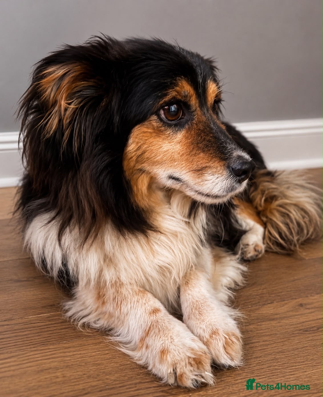 Mixed Breed dogs ❤️GYPSY - LITTLE LADY LOOKING FOR LOVE ❤️  - Advert 1