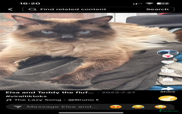 Mixed Breed cats for sale: Ragdoll cross British long hair kittens  - Image 23