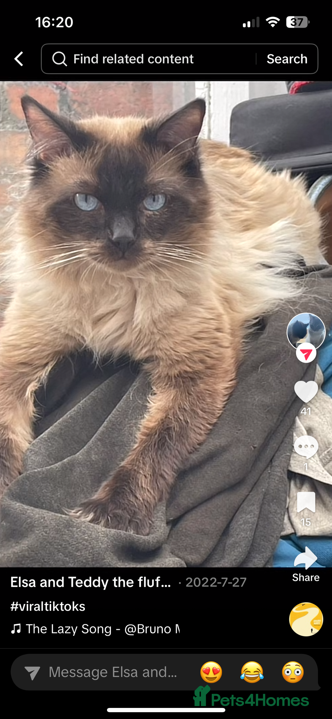 Mixed Breed cats for sale: Ragdoll cross British long hair kittens  - Image 23