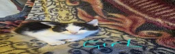 British Longhair cats for sale: British longhair x - Advert 5