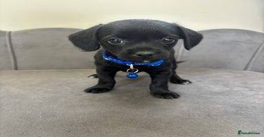Chipoo dogs - Advert 2