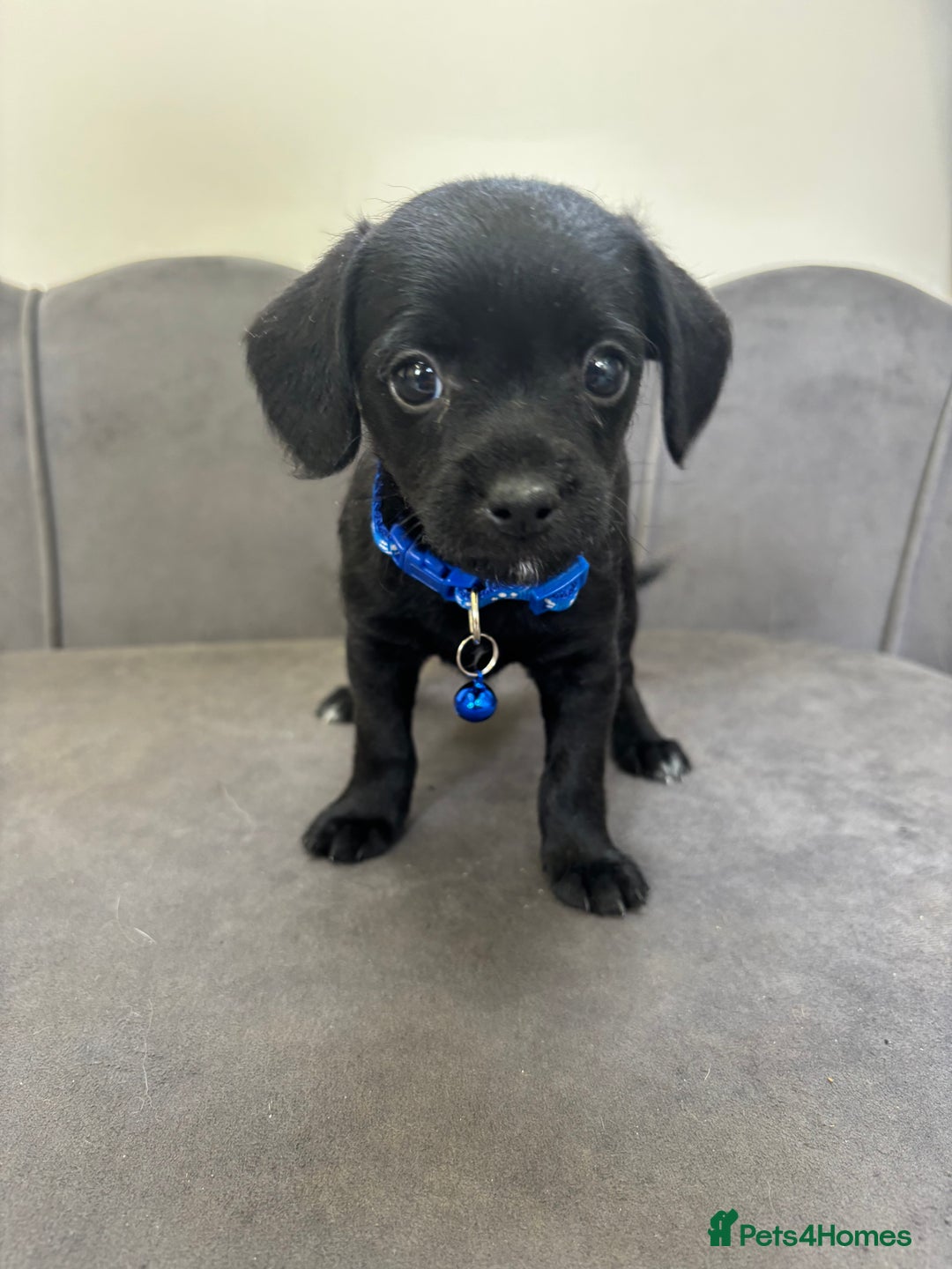 Chipoo dogs for sale: Stunning Chipoo Pups DNA Health Tested - Image 3