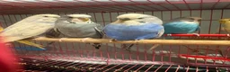 Budgerigars birds for sale: Baby Budgies’s for sale  - Advert 8