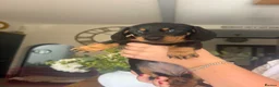 Miniature Dachshund dogs for sale: 7 Black and Tan and Blue miniature Dachshund’s  - Advert 10