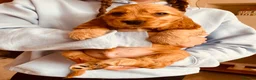 Cocker Spaniel dogs for sale: Top Quality Show cocker pups - Advert 16