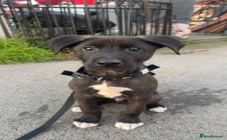 Mixed Breed dogs - Advert 8