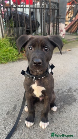 Mixed Breed dogs - Advert 11