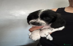 Cocker Spaniel dogs for sale: AMAZING COCKER SPANIEL PUPPIES READY NOW!  - Image 12