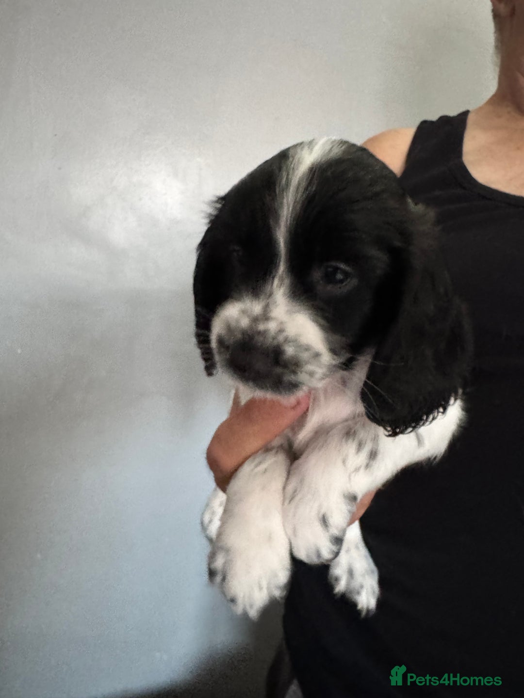 Cocker Spaniel dogs for sale: AMAZING COCKER SPANIEL PUPPIES READY NOW!  - Image 12