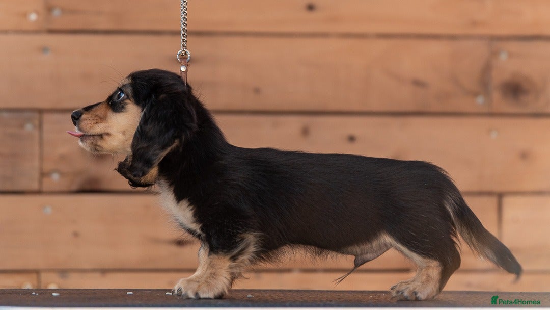Miniature Dachshund dogs Champion bloodline Mini Dachshund Longhair - Advert 15