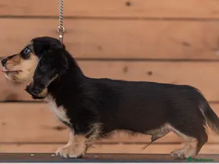 Miniature Dachshund dogs Champion bloodline Mini Dachshund Longhair - Advert 15