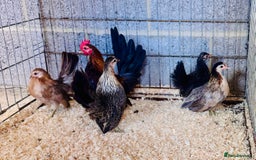 Chickens poultry for sale: Serama frizzle bantams  in Milton Keynes - Image 1