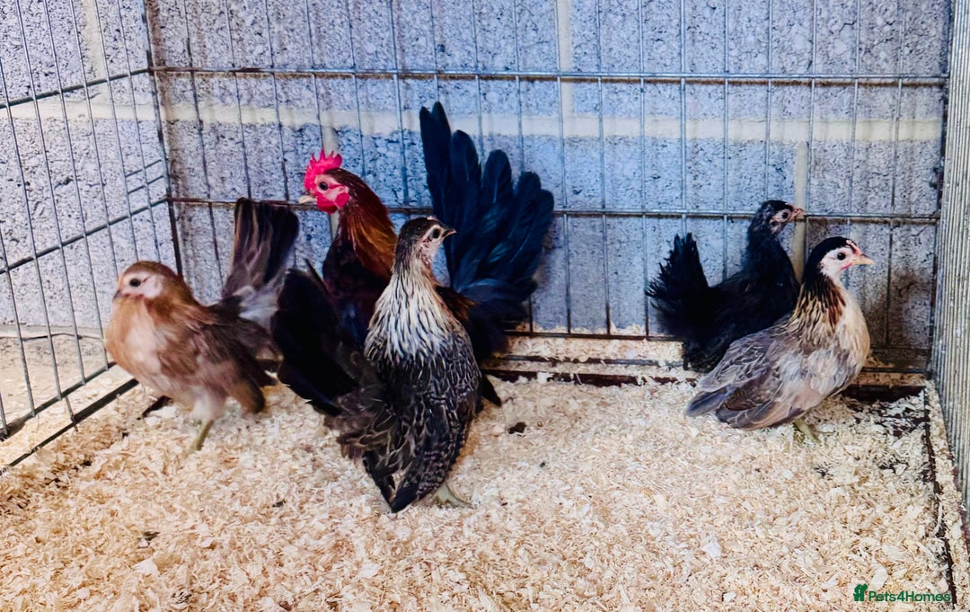 Chickens poultry for sale: Serama frizzle bantams  in Milton Keynes - Image 1