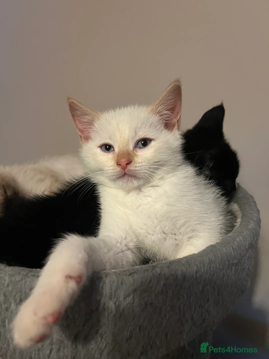 Mixed Breed cats for sale: Mixed Kittens - Advert 4