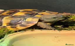 Hermann Tortoise reptiles for sale: Herman’s tortoise for sale  - Image 1