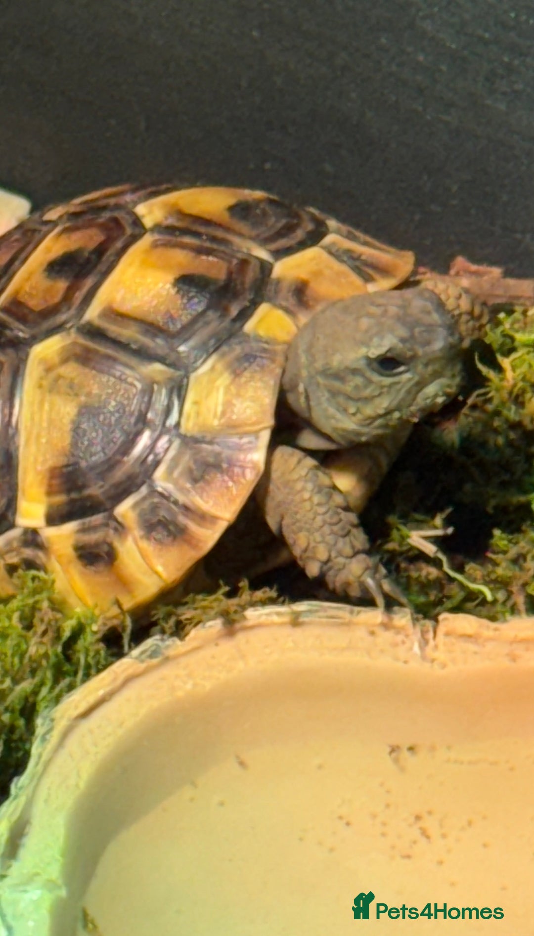 Hermann Tortoise reptiles for sale: Herman’s tortoise for sale  - Image 1