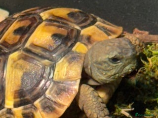 Hermann Tortoise reptiles - Advert 5