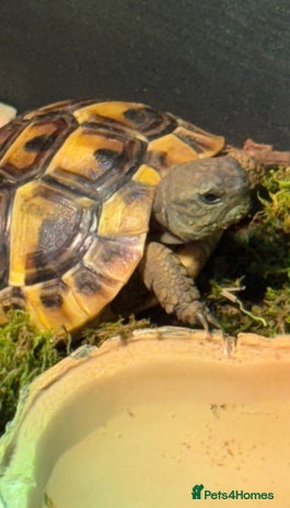 Hermann Tortoise reptiles - Advert 1