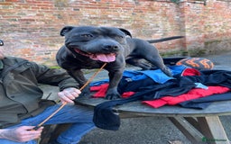 Staffordshire Bull Terrier dogs for stud: Blue staffy stud - Image 8